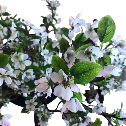 Cherry Blossom Tree