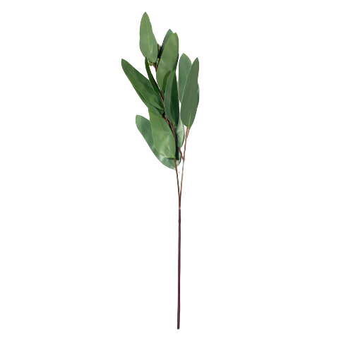 Eucalyptus Thin Leaf Stem