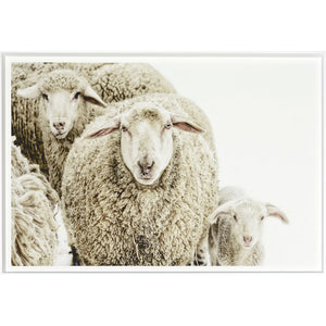 The Wooly Stare