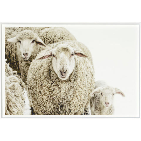The Wooly Stare